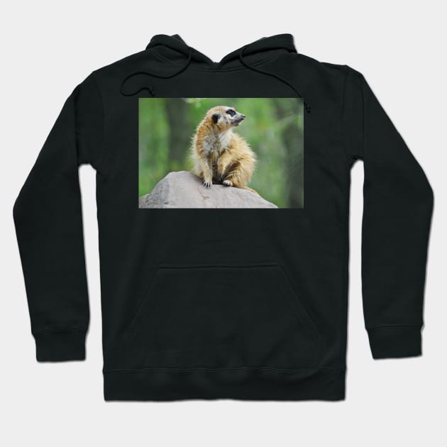 Meerkat Hoodie by DeVerviers